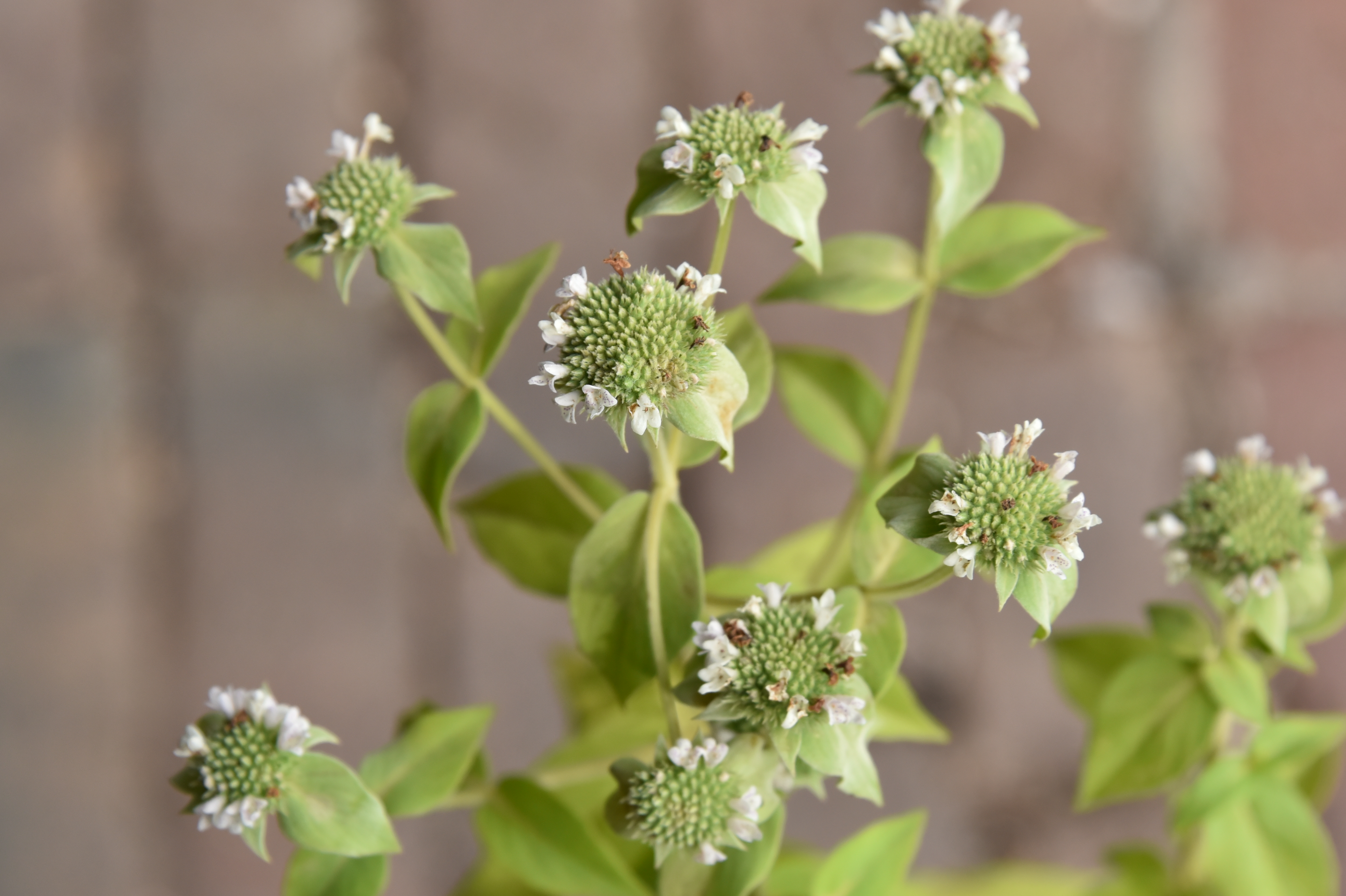 Pycnanthemum muticumGrootbladige bergmunt bestellen